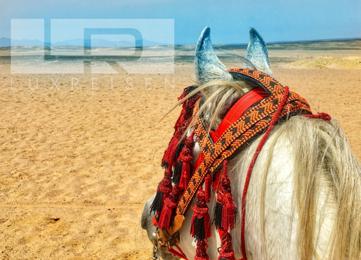 Horseback riding in Hurghada: Horseback riding on the beach or in the desert photo